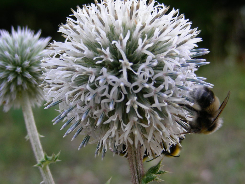 BIG  BANG ... in un fiore Echinops sphaerocephalus
